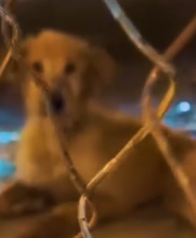 Part2 Animals Rescue #dogrescue #rescuedog #dogsofttiktok #foryoupage #foryou #dogs