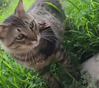 Part2 Animals Rescue #dogrescue #rescuedog #dogsofttiktok #foryoupage #foryou #dogs