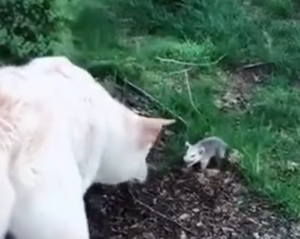 Part2 Animals Rescue #dogrescue #rescuedog #dogsofttiktok #foryoupage #foryou #dogs