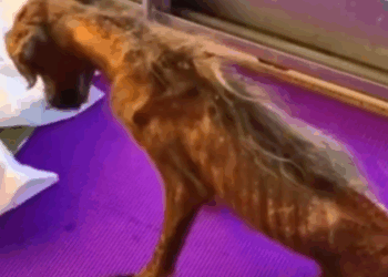 Part2 Animals Rescue #dogrescue #rescuedog #dogsofttiktok #foryoupage #foryou #dogs