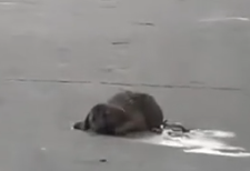 Part2 Animals Rescue #dogrescue #rescuedog #dogsofttiktok #foryoupage #foryou #dogs