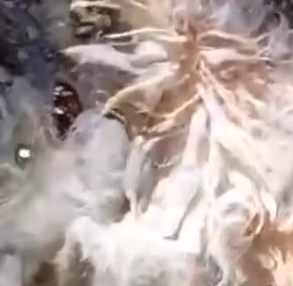 Part2 Animals Rescue #dogrescue #rescuedog #dogsofttiktok #foryoupage #foryou #dogs