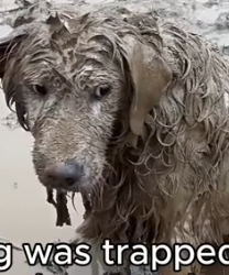 Part2 Animals Rescue #dogrescue #rescuedog #dogsofttiktok #foryoupage #foryou #dogs