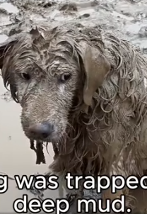 Part2 Animals Rescue #dogrescue #rescuedog #dogsofttiktok #foryoupage #foryou #dogs