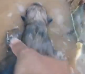 Part2 Animals Rescue #dogrescue #rescuedog #dogsofttiktok #foryoupage #foryou #dogs