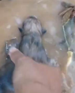 Part2 Animals Rescue #dogrescue #rescuedog #dogsofttiktok #foryoupage #foryou #dogs