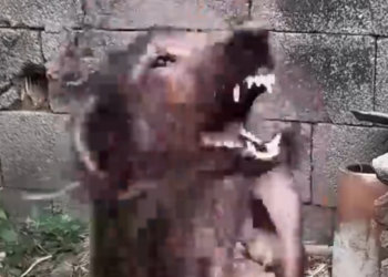 Part2 Animals Rescue #dogrescue #rescuedog #dogsofttiktok #foryoupage #foryou #dogs