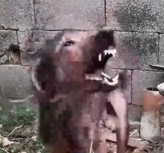 Part2 Animals Rescue #dogrescue #rescuedog #dogsofttiktok #foryoupage #foryou #dogs