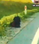 Part2 Animals Rescue #dogrescue #rescuedog #dogsofttiktok #foryoupage #foryou #dogs