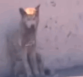 Part2 Animals Rescue #dogrescue #rescuedog #dogsofttiktok #foryoupage #foryou #dogs