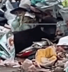 Part2 Animals Rescue #dogrescue #rescuedog #dogsofttiktok #foryoupage #foryou #dogs