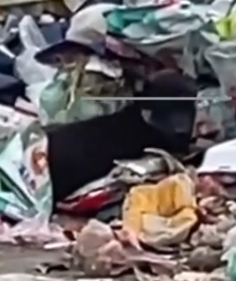 Part2 Animals Rescue #dogrescue #rescuedog #dogsofttiktok #foryoupage #foryou #dogs