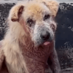 Part2 Animals Rescue #dogrescue #rescuedog #dogsofttiktok #foryoupage #foryou #dogs