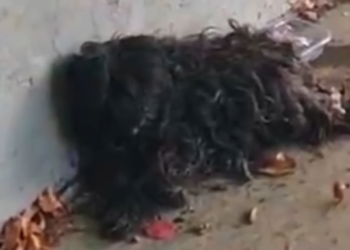 Part2 Animals Rescue #dogrescue #rescuedog #dogsofttiktok #foryoupage #foryou #dogs