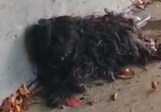 Part2 Animals Rescue #dogrescue #rescuedog #dogsofttiktok #foryoupage #foryou #dogs