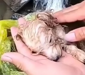 Part2 Animals Rescue #dogrescue #rescuedog #dogsofttiktok #foryoupage #foryou #dogs