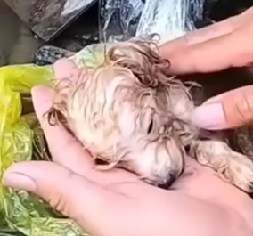 Part2 Animals Rescue #dogrescue #rescuedog #dogsofttiktok #foryoupage #foryou #dogs