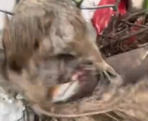 Part2 Animals Rescue #dogrescue #rescuedog #dogsofttiktok #foryoupage #foryou #dogs