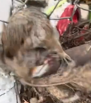 Part2 Animals Rescue #dogrescue #rescuedog #dogsofttiktok #foryoupage #foryou #dogs