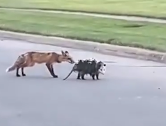 Part2 Animals Rescue #dogrescue #rescuedog #dogsofttiktok #foryoupage #foryou #dogs