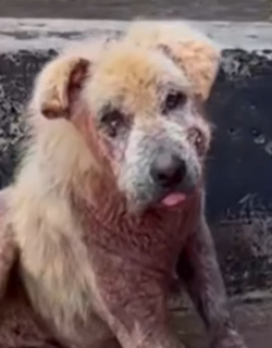 Part2 Animals Rescue #dogrescue #rescuedog #dogsofttiktok #foryoupage #foryou #dogs