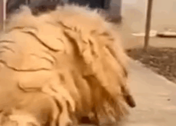 Part2 Animals Rescue #dogrescue #rescuedog #dogsofttiktok #foryoupage #foryou #dogs