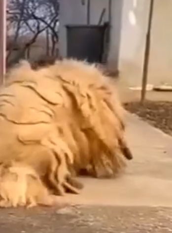 Part2 Animals Rescue #dogrescue #rescuedog #dogsofttiktok #foryoupage #foryou #dogs