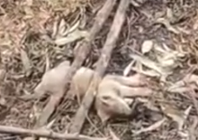 Part2 Animals Rescue #dogrescue #rescuedog #dogsofttiktok #foryoupage #foryou #dogs