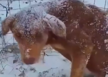 Part2 Animals Rescue #dogrescue #rescuedog #dogsofttiktok #foryoupage #foryou #dogs