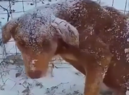 Part2 Animals Rescue #dogrescue #rescuedog #dogsofttiktok #foryoupage #foryou #dogs