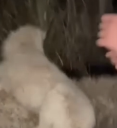 Part2 Animals Rescue #dogrescue #rescuedog #dogsofttiktok #foryoupage #foryou #dogs