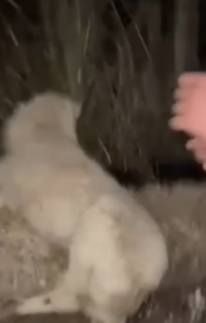 Part2 Animals Rescue #dogrescue #rescuedog #dogsofttiktok #foryoupage #foryou #dogs