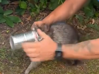 Part2 Animals Rescue #dogrescue #rescuedog #dogsofttiktok #foryoupage #foryou #dogs