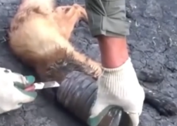 Part2 Animals Rescue #dogrescue #rescuedog #dogsofttiktok #foryoupage #foryou #dogs