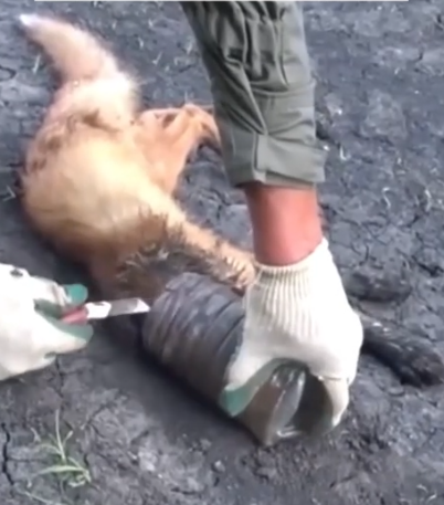 Part2 Animals Rescue #dogrescue #rescuedog #dogsofttiktok #foryoupage #foryou #dogs