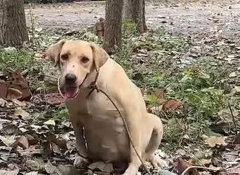 Part2 Animals Rescue #dogrescue #rescuedog #dogsofttiktok #foryoupage #foryou #dogs