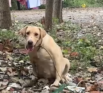 Part2 Animals Rescue #dogrescue #rescuedog #dogsofttiktok #foryoupage #foryou #dogs