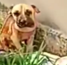 Part2 Animals Rescue #dogrescue #rescuedog #dogsofttiktok #foryoupage #foryou #dogs