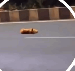 Part2 Animals Rescue #dogrescue #rescuedog #dogsofttiktok #foryoupage #foryou #dogs