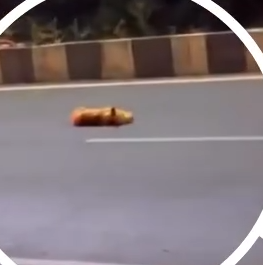 Part2 Animals Rescue #dogrescue #rescuedog #dogsofttiktok #foryoupage #foryou #dogs