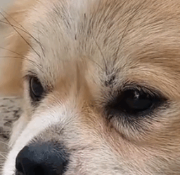 Part2 Animals Rescue #dogrescue #rescuedog #dogsofttiktok #foryoupage #foryou #dogs