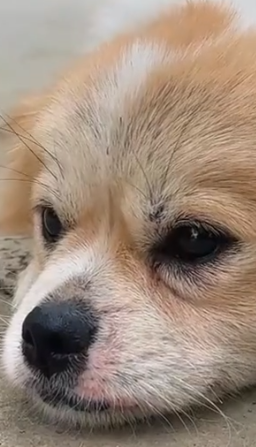 Part2 Animals Rescue #dogrescue #rescuedog #dogsofttiktok #foryoupage #foryou #dogs