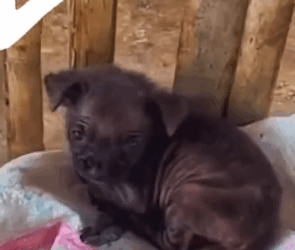 Part2 Animals Rescue #dogrescue #rescuedog #dogsofttiktok #foryoupage #foryou #dogs