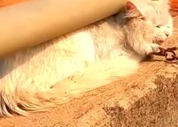 Part2 Animals Rescue #dogrescue #rescuedog #dogsofttiktok #foryoupage #foryou #dogs