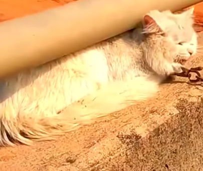 Part2 Animals Rescue #dogrescue #rescuedog #dogsofttiktok #foryoupage #foryou #dogs