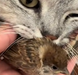 Part2 Animals Rescue #dogrescue #rescuedog #dogsofttiktok #foryoupage #foryou #dogs