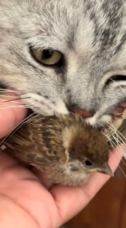 Part2 Animals Rescue #dogrescue #rescuedog #dogsofttiktok #foryoupage #foryou #dogs