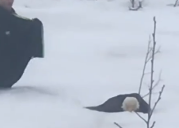 Part2 Animals Rescue #dogrescue #rescuedog #dogsofttiktok #foryoupage #foryou #dogs