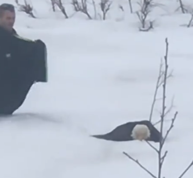 Part2 Animals Rescue #dogrescue #rescuedog #dogsofttiktok #foryoupage #foryou #dogs