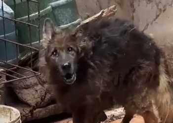 Part2 Animals Rescue #dogrescue #rescuedog #dogsofttiktok #foryoupage #foryou #dogs